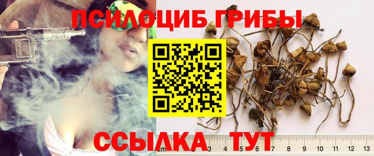 Псилоцибиновые грибы Cubensis Сланцы